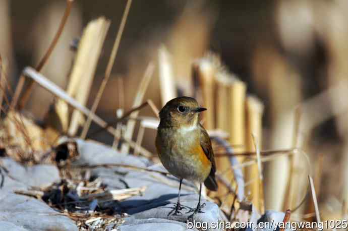 雌性红胁蓝尾鸲（29）