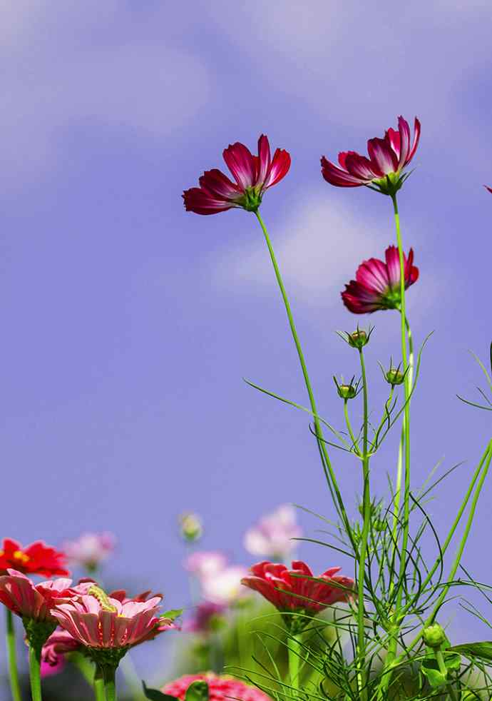 228.幸福像花儿一样美