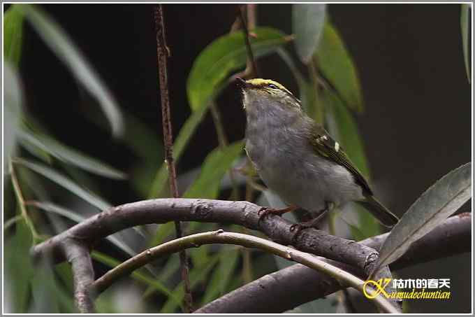 初遇鈥満至衡潯菊掌