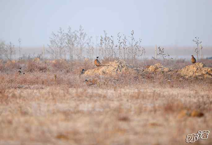 官厅水库的大鵟&nbsp;wbr&nbsp;wbr不老屯的大鸨