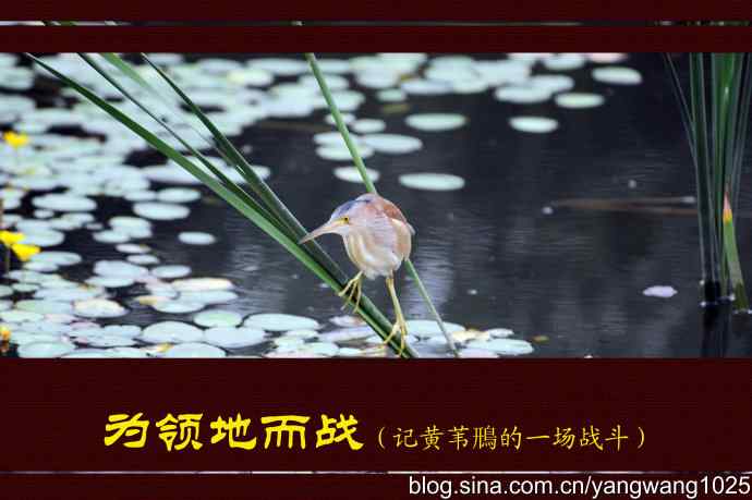 北京将府公园的鸟类——为领地而战（记黄苇鳽的一场战斗）