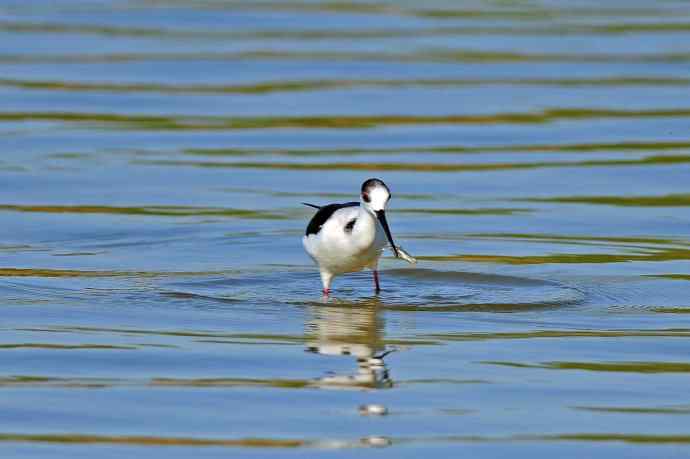 黑翅长脚鹬（5）