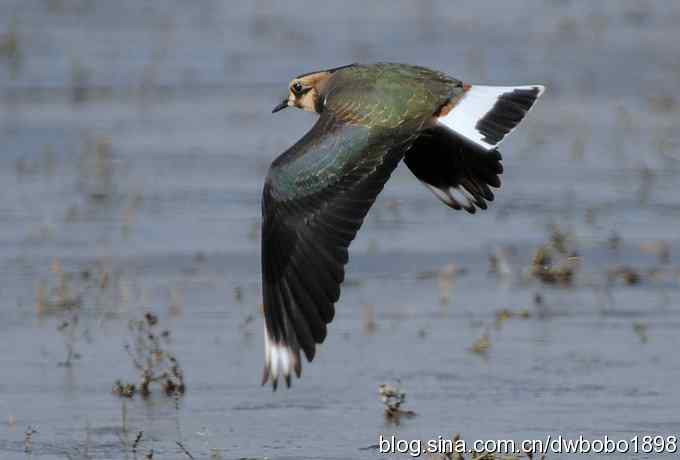 飞翔的凤头麦鸡