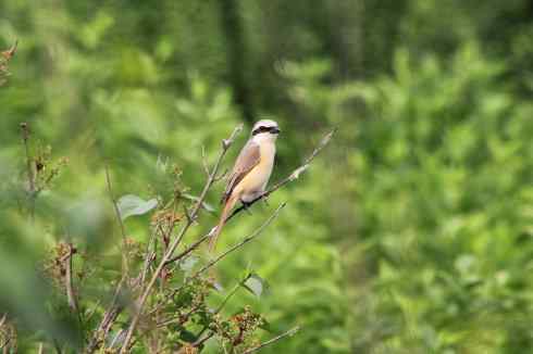 内蒙古鸟类摄影——红尾伯劳