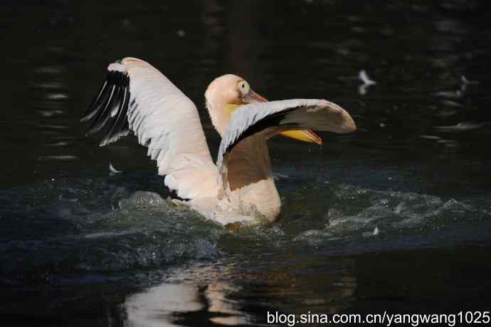 再拍大鹈鹕 wbr9