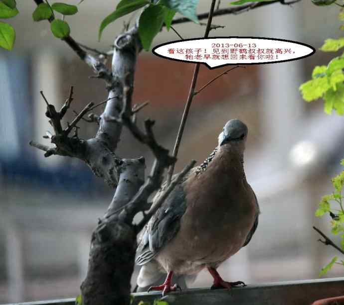 人鸟情未了-闹市十五楼珠颈斑鸠育儿记