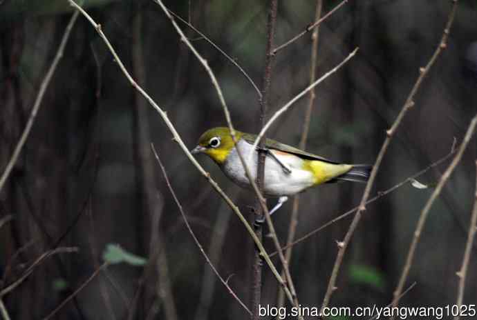 红胁绣眼鸟（4）