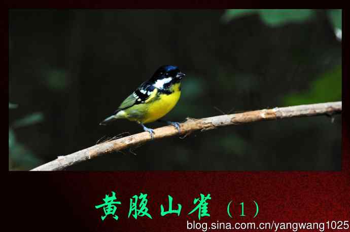 黄腹山雀（1）