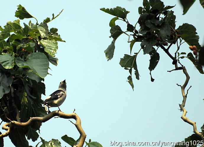 北椋鸟(记录版) 北椋鸟(记录版)