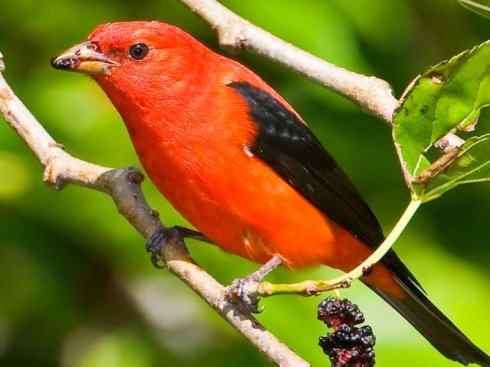 极品红色鸟类：猩红比蓝雀