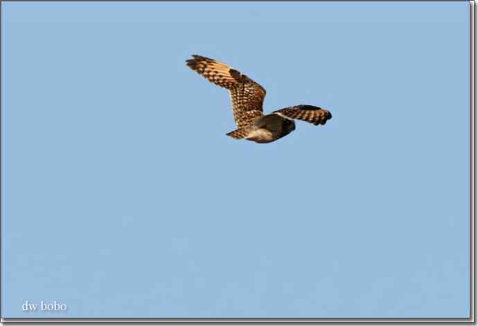 野鸭湖猛禽-红隼、短耳鸮、毛脚鵟 野鸭湖猛禽-红隼、短耳鸮、毛脚鵟