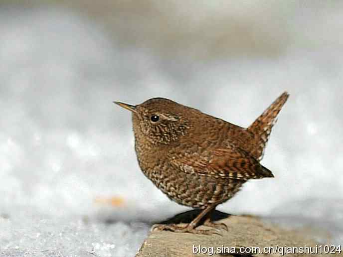 小鹪鹩捉虫记(植物园)