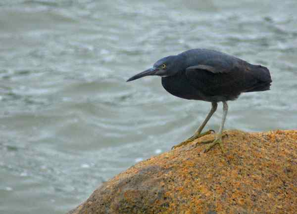 珠海独行（五）,收获岩鹭篇（组图）