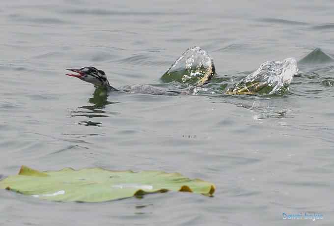 颐和园的凤头