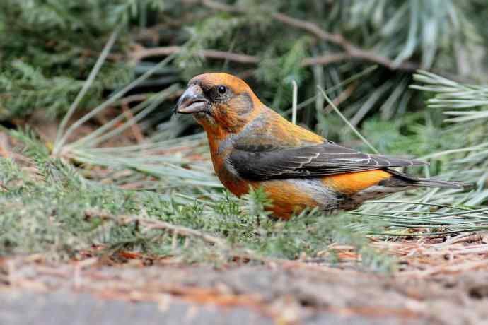 春天行走 wbr北植几只鸟 春天行走 wbr北植几只鸟
