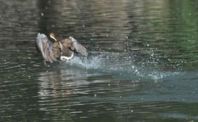 八月十六（杂片）