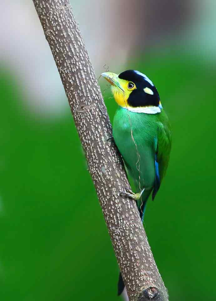 此情可待成追忆 wbr只是当时已惘然（我的阔嘴情缘）