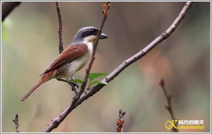 虎纹伯劳•暗灰鹃鵙【照片】 虎纹伯劳•暗灰鹃鵙【照片】