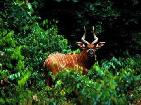 麒麟：传说的兽原型探秘（紫羚）