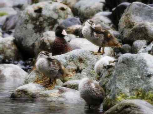 雁鸭之最之四（奥克兰鸭、山蓝鸭、绿头鸭）