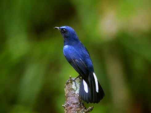 美丽无罪：雀鸟之林鸲