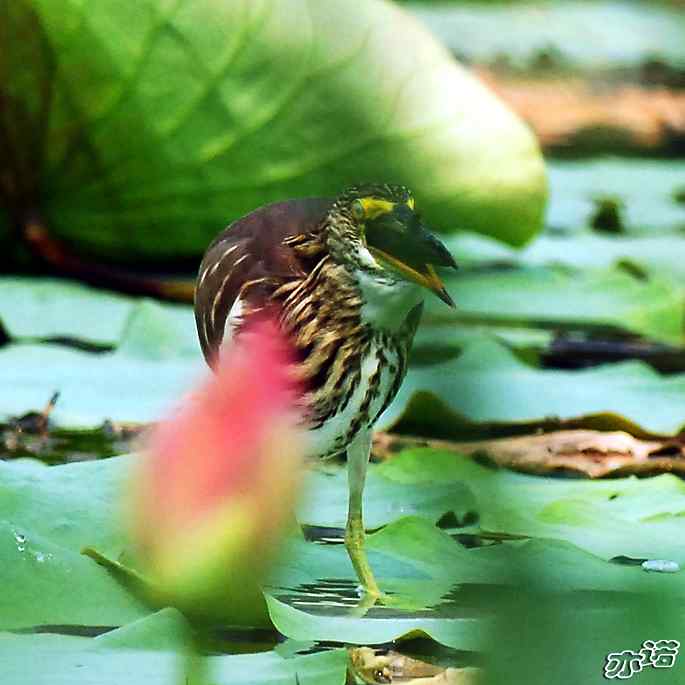 圆明园&nbsp;wbr路&nbsp;wbr池鹭抓大鱼