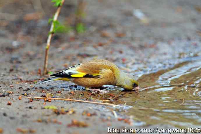 饮水的金翅雀