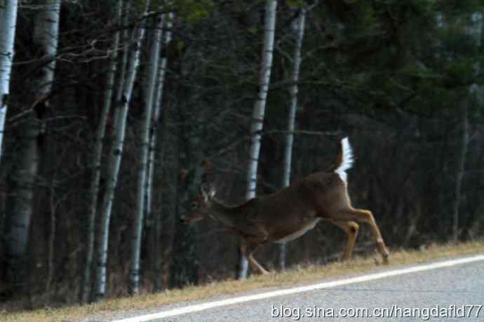 野鹿过马路