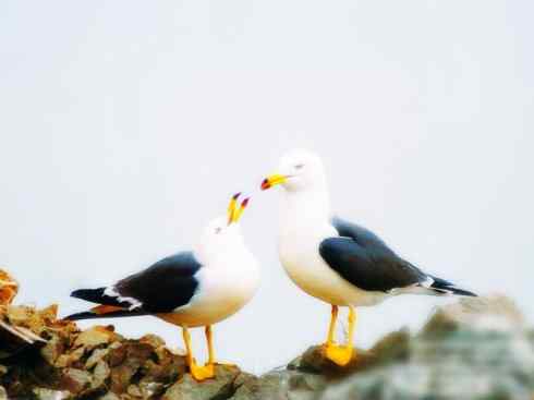 白头鸟系列：另类的美丽10（海鸥）