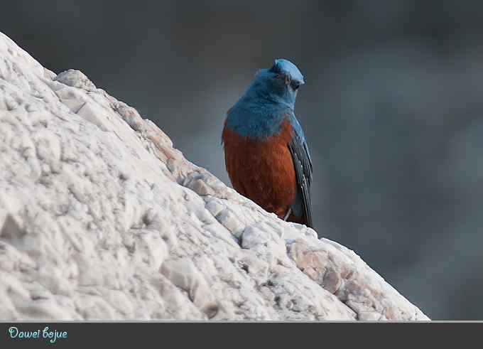 蓝矶鸫和沿河城的那些鸟