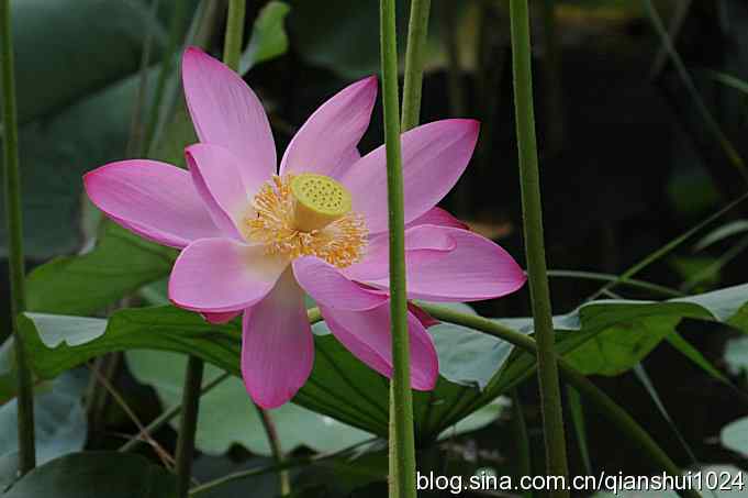 湖畔上的美丽(黑天鹅.荷.莲)