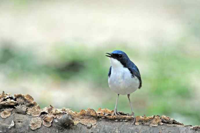 雄性蓝歌鸲（10）