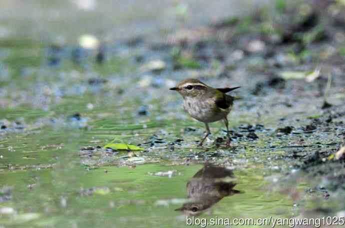 黄眉柳莺(7) 黄眉柳莺(7)