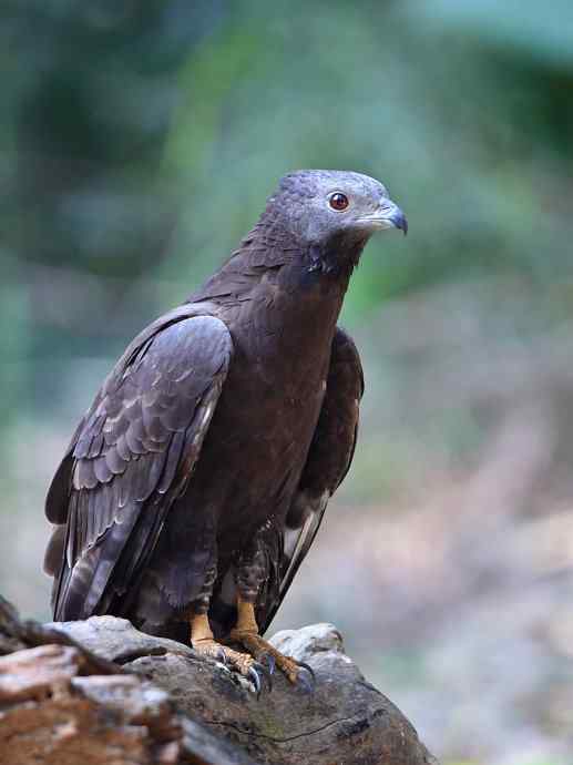 【吃蜜蜂的鹰---蜂鹰】