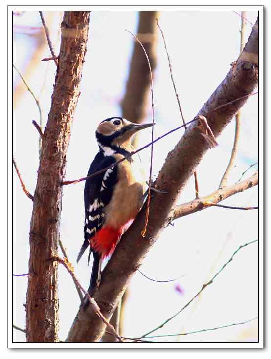 武汉观鸟会初级观鸟讲座[第10课]——冬季观鸟