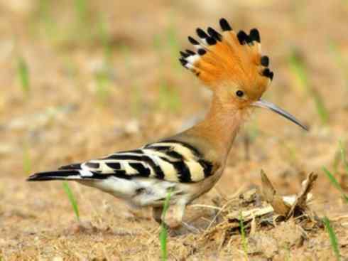 绝色攀禽:戴胜与林戴胜