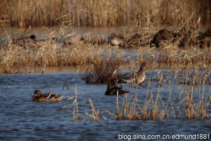 群鸭飞舞贺新岁 群鸭飞舞贺新岁