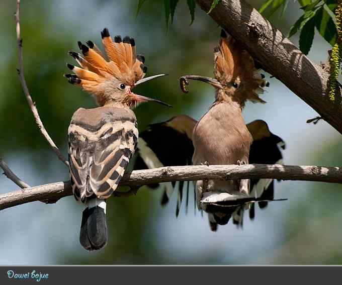 刚出窝的小戴胜*