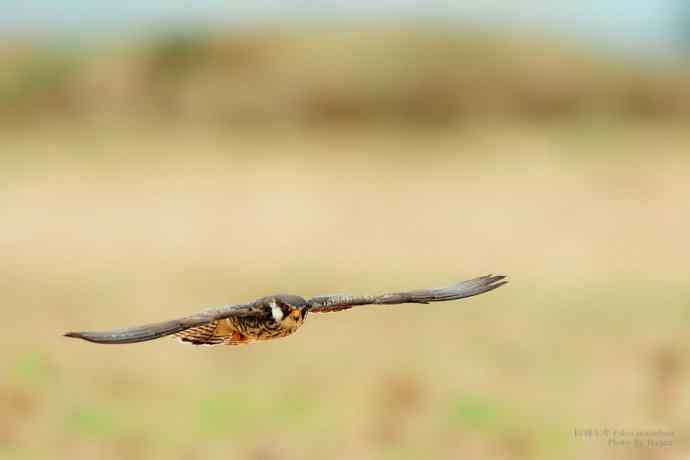 阿穆尔隼（Falco wbramurebsis）