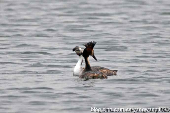 蜜月中的凤头