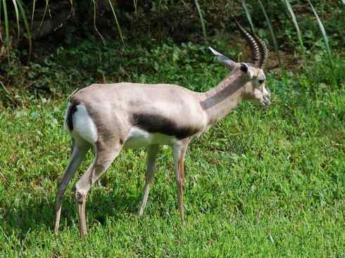 麒麟：传说的兽原型探秘（鹿羚）