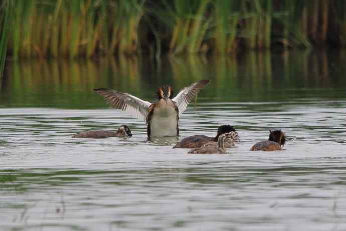 凤头鸊鷉（五）护犊撕打