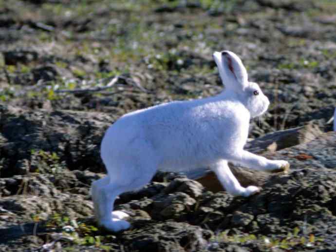犬科：狐亚科之北极狐（雪鸮、雷鸟）