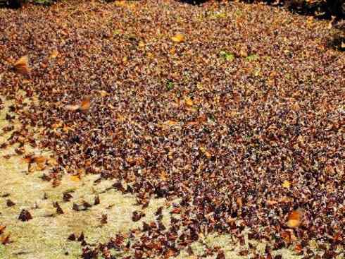 自然奇观：动物大迁徙(帝王蝶）