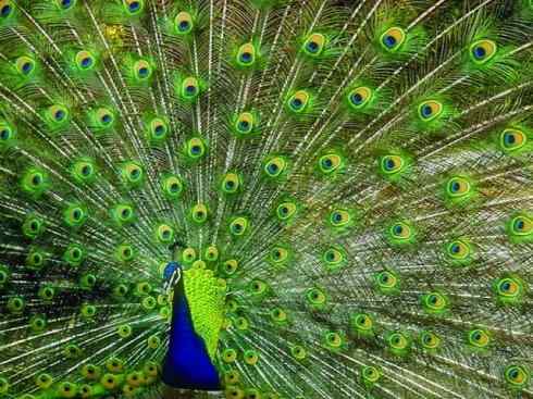 凤凰：传说中的鸟原型探秘（孔雀）