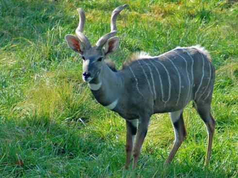 麒麟：传说的兽原型探秘（紫羚）