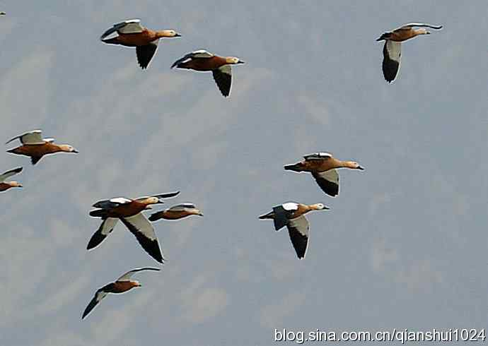 空中盘旋.赤麻鸭白天鹅(官厅水库)