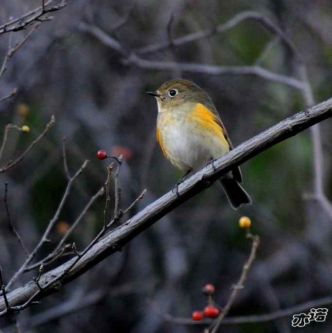 北京西山&nbsp;wbr路&nbsp;wbr红胁蓝尾鸲