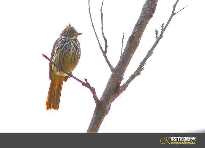 云南拍鸟：记录到九种鈥滒氢潯臼蹬摹