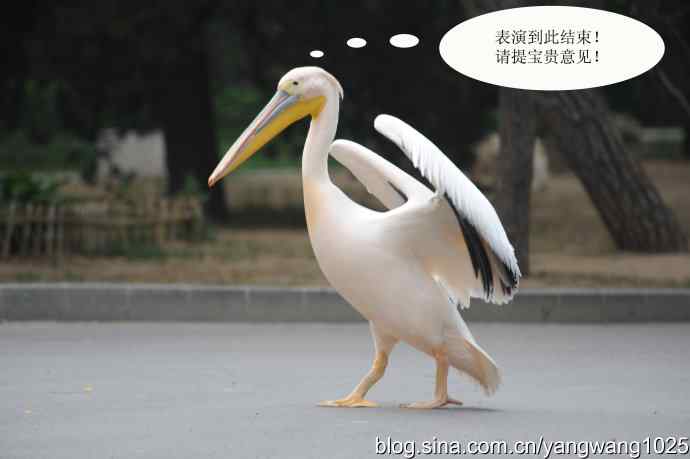 登陆巡游（纪实故事）